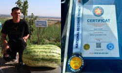 Un nou record național! Sergiu Surschi a primit certificat pentru că a crescut cel mai mare pepene verde