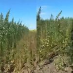 VIDEO Cânepa găsită la Băcioi nu e contrabandă: Poliția explică de ce a fost plantată