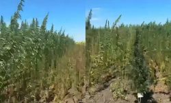 VIDEO Cânepa găsită la Băcioi nu e contrabandă: Poliția explică de ce a fost plantată