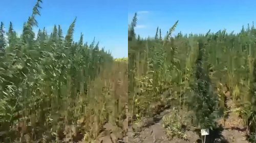 VIDEO Cânepa găsită la Băcioi nu e contrabandă: Poliția explică de ce a fost plantată