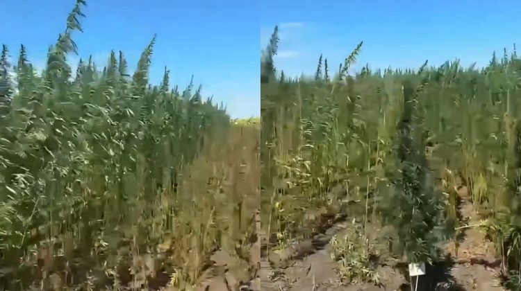 VIDEO Cânepa găsită la Băcioi nu e contrabandă: Poliția explică de ce a fost plantată