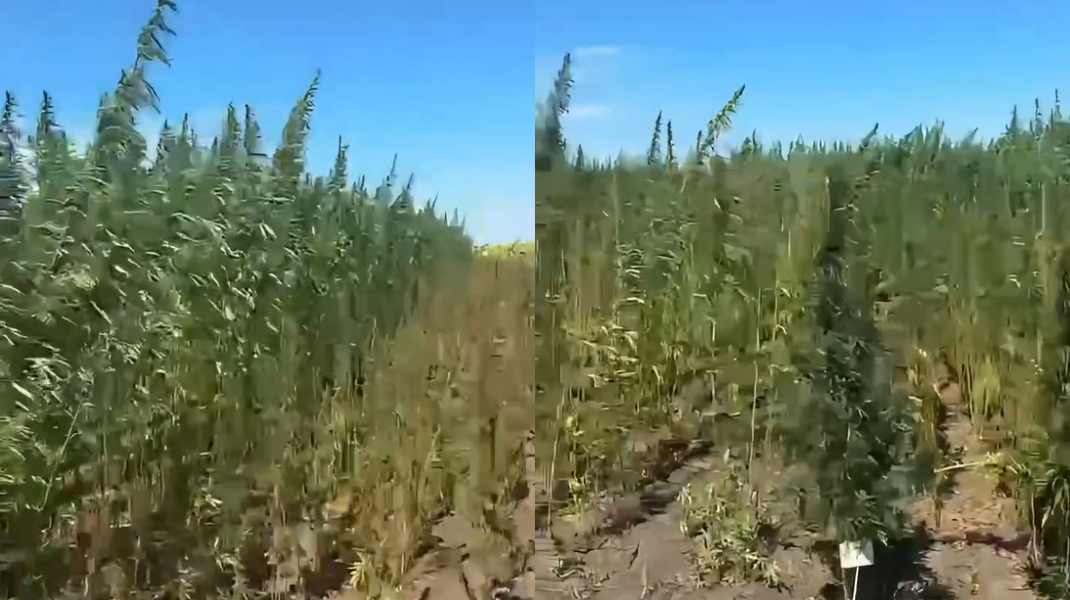 VIDEO Cânepa găsită la Băcioi nu e contrabandă: Poliția explică de ce a fost plantată
