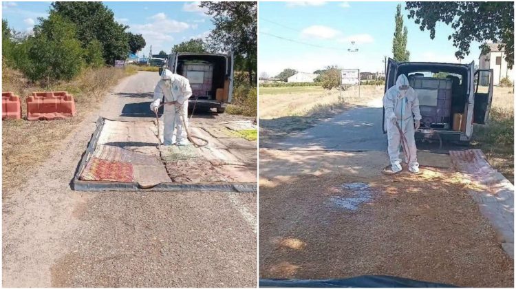 Alertă sanitar-veterinară în Vulcănești: 30 de zile de carantină după apariția pestei porcine africane