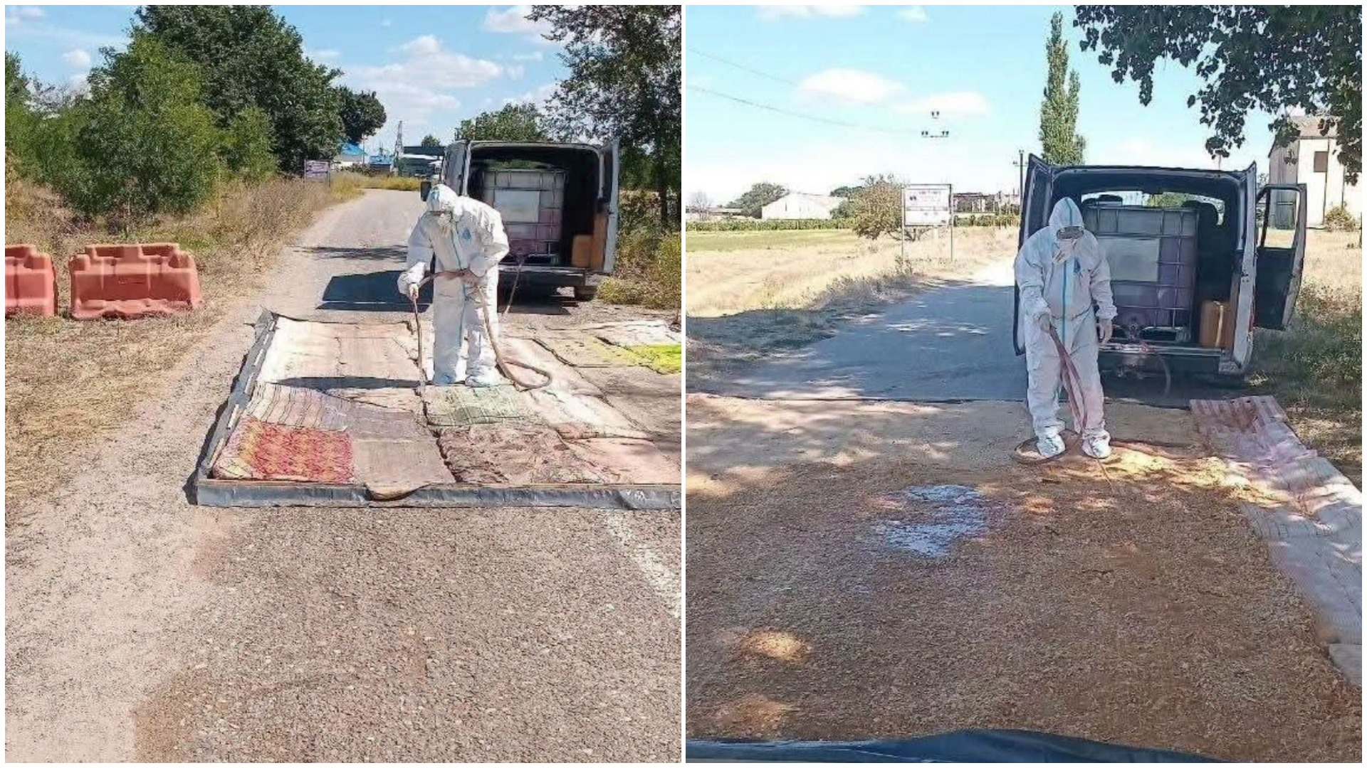 Alertă sanitar-veterinară în Vulcănești: 30 de zile de carantină după apariția pestei porcine africane