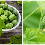 Cercetătorii români au creat un castravete inedit: „Victor”, soiul care seamănă cu un mini-pepene verde