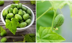 Cercetătorii români au creat un castravete inedit: „Victor”, soiul care seamănă cu un mini-pepene verde
