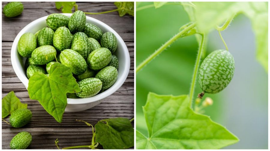 Cercetătorii români au creat un castravete inedit: „Victor”, soiul care seamănă cu un mini-pepene verde