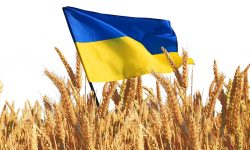 Guvernul pregătește licențierea importurilor de cereale ucrainene: Până când ar putea fi valabilă