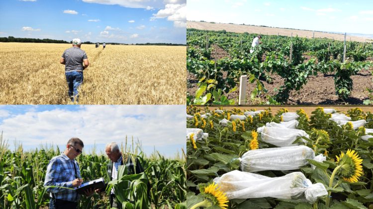 Controale în câmpurile din Republica Moldova: Aproape 14.000 de hectare de loturi semincere, inspectate