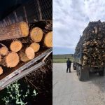 Tăieri ilicite la Hîncești. Inspectorii de mediu au luat la ochi mai multe persoane