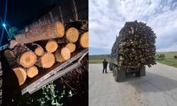 Tăieri ilicite la Hîncești. Inspectorii de mediu au luat la ochi mai multe persoane