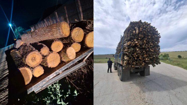 Tăieri ilicite la Hîncești. Inspectorii de mediu au luat la ochi mai multe persoane