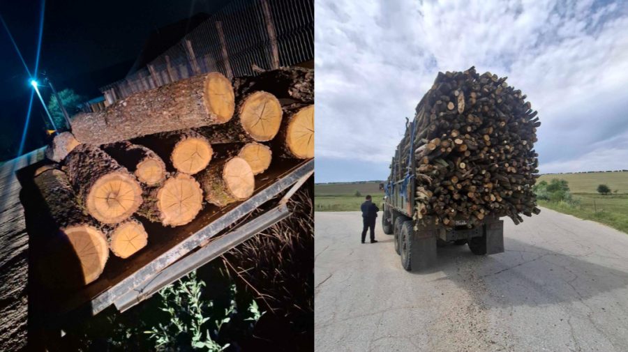 Tăieri ilicite la Hîncești. Inspectorii de mediu au luat la ochi mai multe persoane