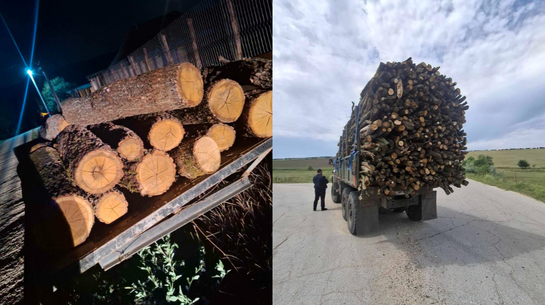 Tăieri ilicite la Hîncești. Inspectorii de mediu au luat la ochi mai multe persoane