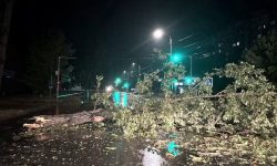 Arbori căzuți și mașini avariate. Ploile de marți seara au făcut prăpăd la Ungheni