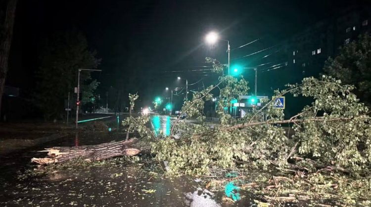 Arbori căzuți și mașini avariate. Ploile de marți seara au făcut prăpăd la Ungheni