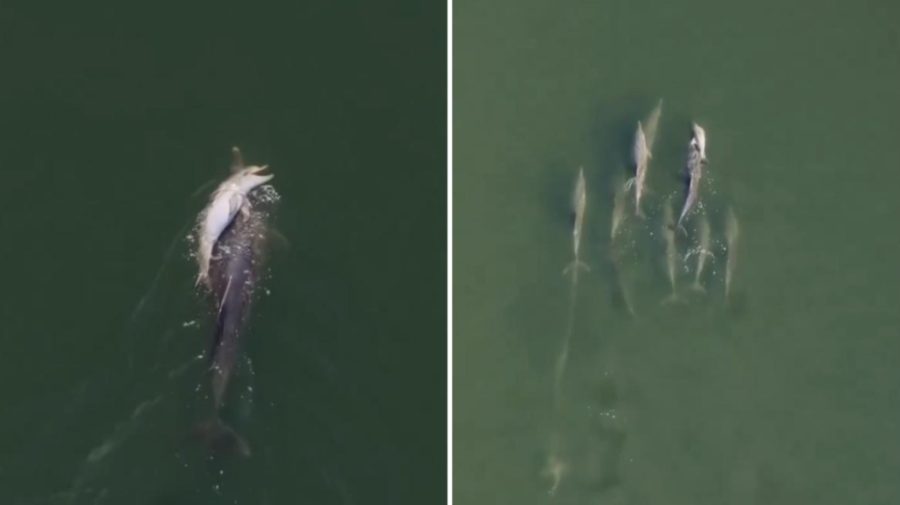 Imagini care îți sfâșie sufletul: O femelă delfin și-a purtat puiul mort prin ocean timp de șase zile
