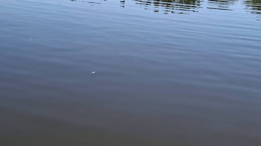 VIDEO Catastrofă ecologică? Pești morți, filmați deasupra apei pe un lac din Ungheni