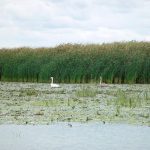 Marea Neagră pătrunde în Delta Dunării: Riscuri pentru apa potabilă și ecosistem