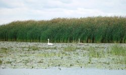 Marea Neagră pătrunde în Delta Dunării: Riscuri pentru apa potabilă și ecosistem