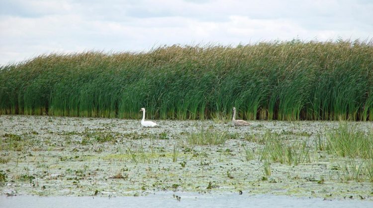 Marea Neagră pătrunde în Delta Dunării: Riscuri pentru apa potabilă și ecosistem