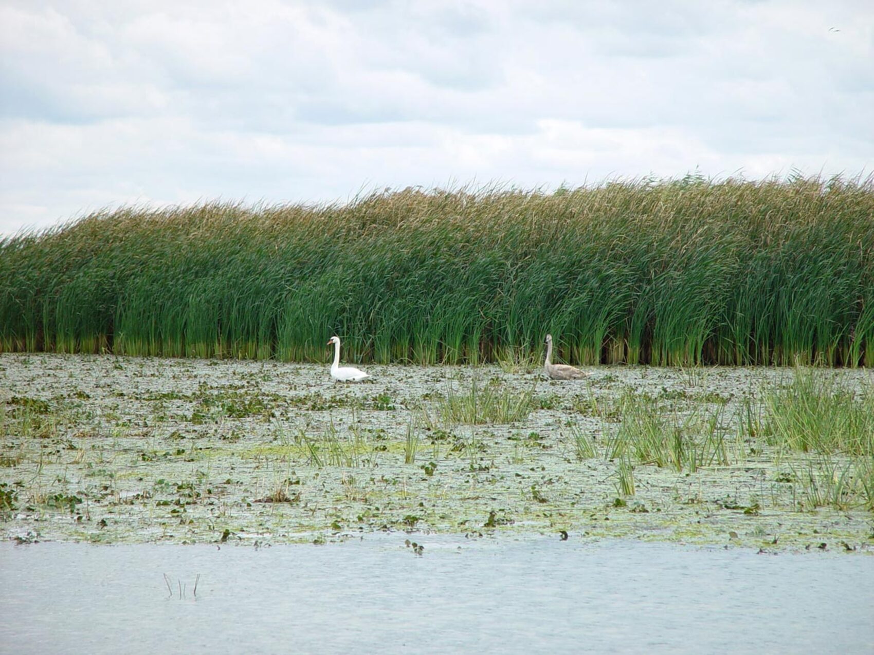 Marea Neagră pătrunde în Delta Dunării: Riscuri pentru apa potabilă și ecosistem