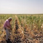 Bani pentru fermierii afectați de seceta din 2025: Cât primesc pentru fiecare hectar