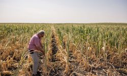 Bani pentru fermierii afectați de seceta din 2025: Cât primesc pentru fiecare hectar
