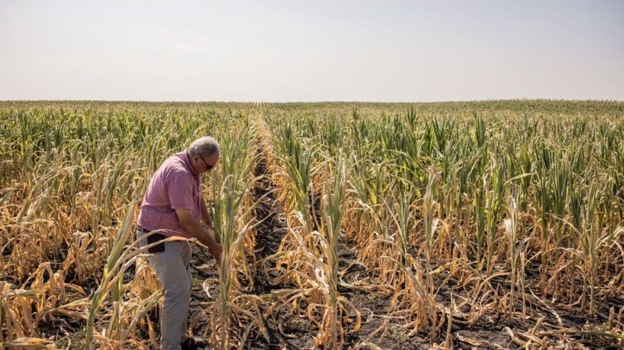Bani pentru fermierii afectați de seceta din 2025: Cât primesc pentru fiecare hectar
