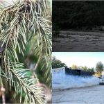 Alertă pentru sănătatea plantelor: Un dăunător periculos, depistat în municipiul Chișinău