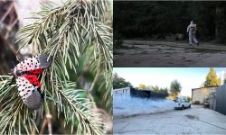 Alertă pentru sănătatea plantelor: Un dăunător periculos, depistat în municipiul Chișinău