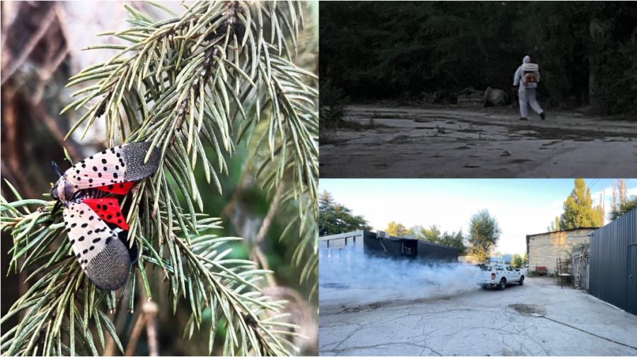 Alertă pentru sănătatea plantelor: Un dăunător periculos, depistat în municipiul Chișinău
