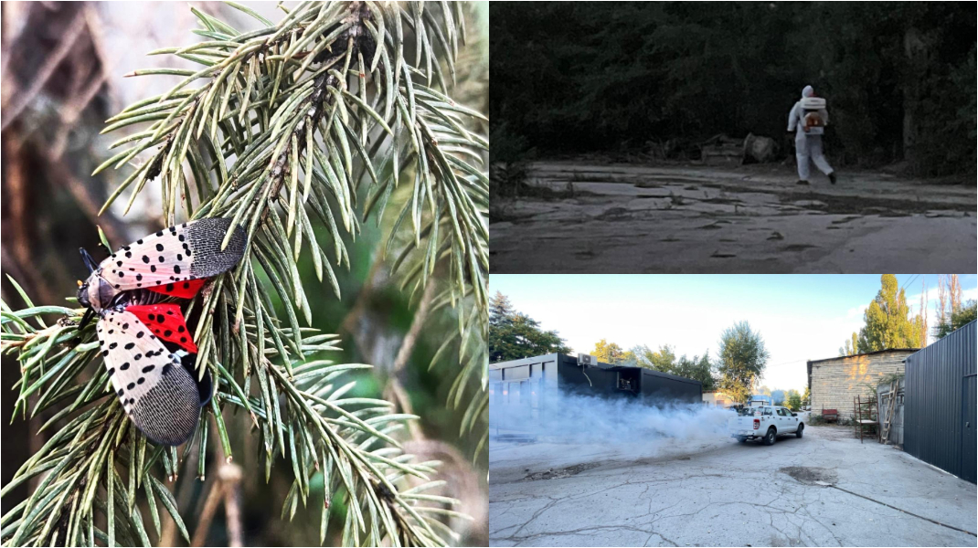 Alertă pentru sănătatea plantelor: Un dăunător periculos, depistat în municipiul Chișinău