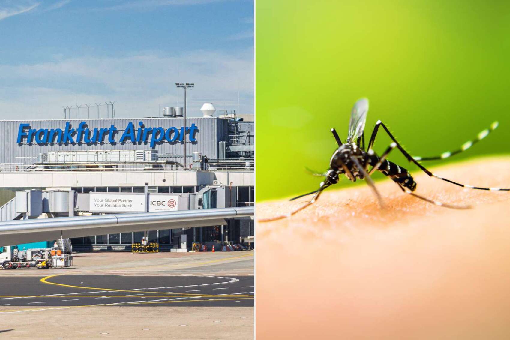 Focar de malarie pe aeroportul din Frankfurt, unul dintre cele mai aglomerate din Germania: Un angajat a murit