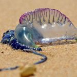 Invazie de organisme marine veninoase, „galere portugheze”, pe litoralul Spaniei. Mai multe plaje au fost închise