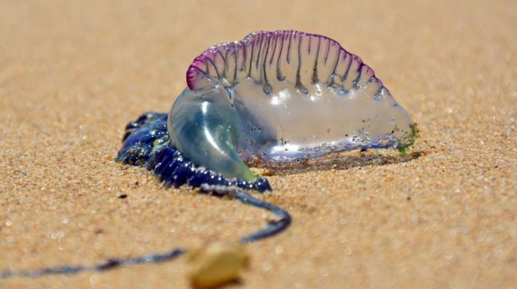 Invazie de organisme marine veninoase, „galere portugheze”, pe litoralul Spaniei. Mai multe plaje au fost închise