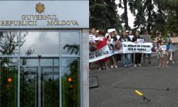 Guvernul, după protestul pentru protecția animalelor: „Condamnăm orice formă de cruzime”