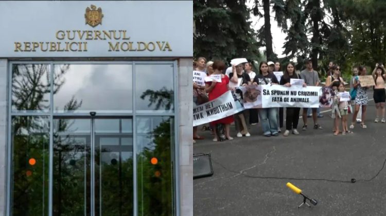 Guvernul, după protestul pentru protecția animalelor: „Condamnăm orice formă de cruzime”