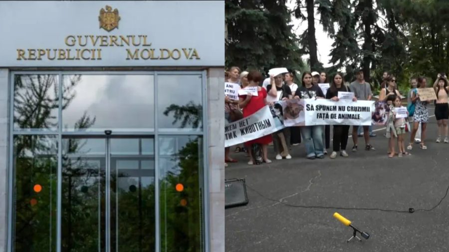 Guvernul, după protestul pentru protecția animalelor: „Condamnăm orice formă de cruzime”