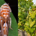 Alertă în plantațiile viticole: ANSA a depistat un organism de carantină