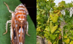 Alertă în plantațiile viticole: ANSA a depistat un organism de carantină