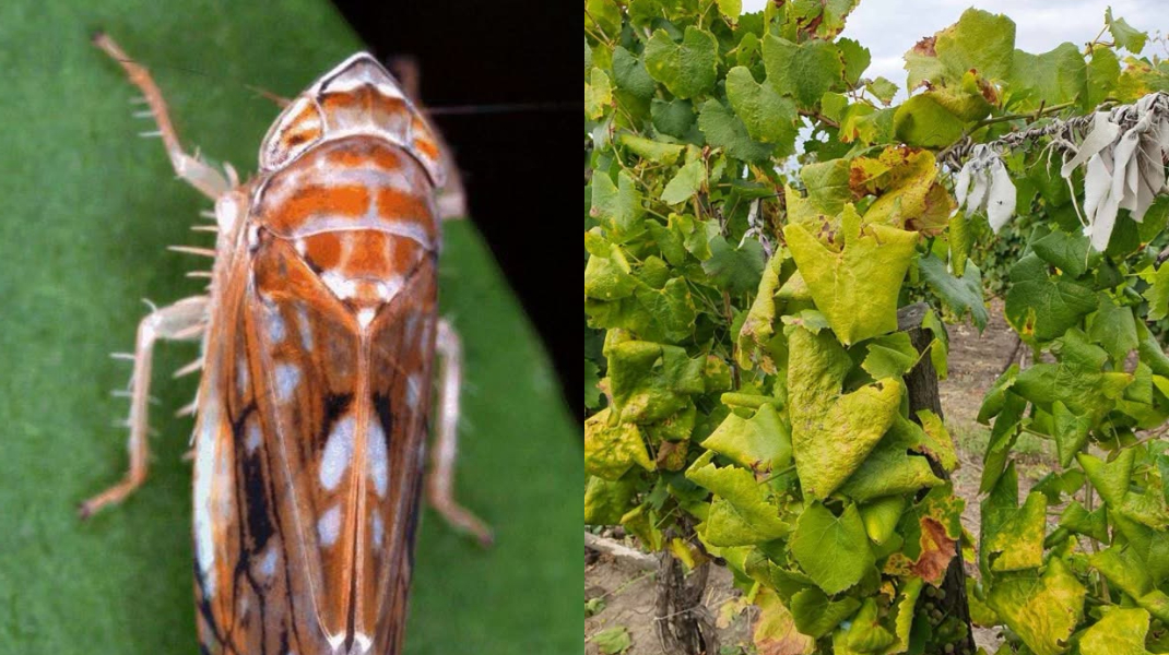 Alertă în plantațiile viticole: ANSA a depistat un organism de carantină