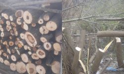 Prejudicii de câteva mii de lei, cauzate mediului, la Florești. Un bărbat a fost amendat