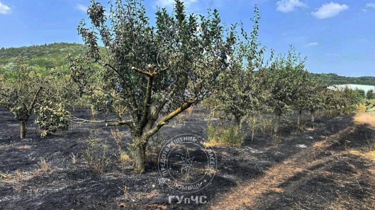 FOTO Incendiu în regiunea transnistreană! Flăcările au ajuns la o livadă de pruni