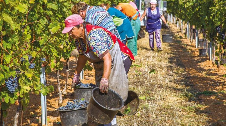 Salarii neachitate și muncă nedeclarată: Avocatul Poporului cere o platformă pentru afaceri și drepturile omului