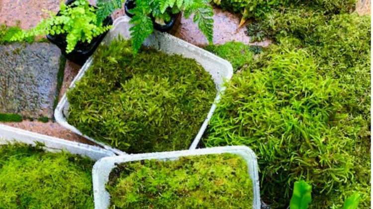 Un start-up olandez cultivă mușchi pe beton pentru a răcori orașele. Pot reduce temperaturile cu câteva grade