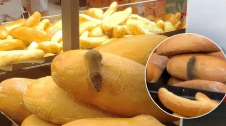 FOTO „Dezastru”. Un șoarece, surprins printre pâini într-un supermarket Kaufland