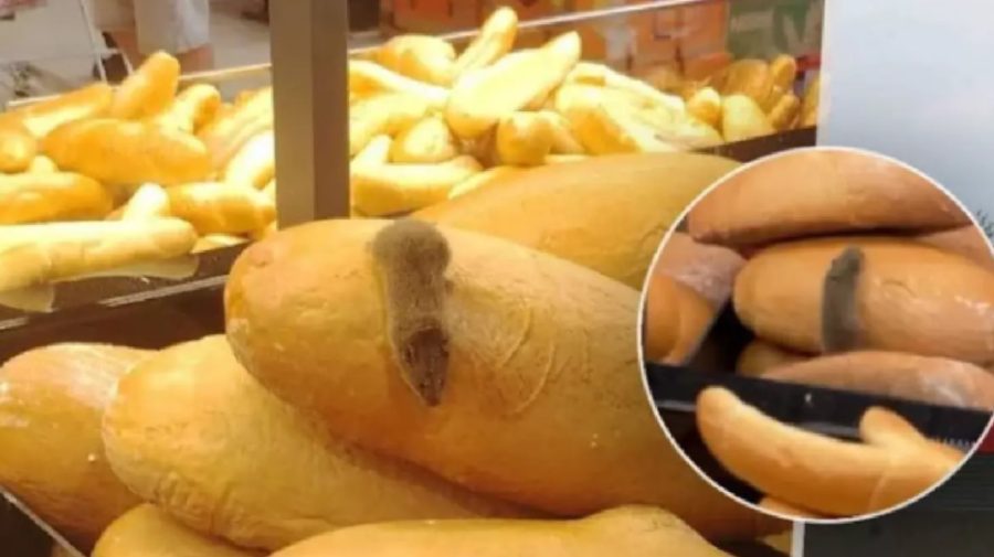 FOTO „Dezastru”. Un șoarece, surprins printre pâini într-un supermarket Kaufland