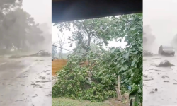VIDEO Codul galben de ploi, în acțiune! Averse în Moldova și mai mulți copaci doborâți de vânt