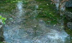 Prognoza meteo pentru 26 august: Vreme răcoroasă și ploi în toată țara